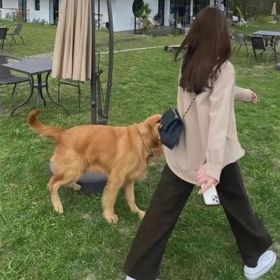 麻花探班记